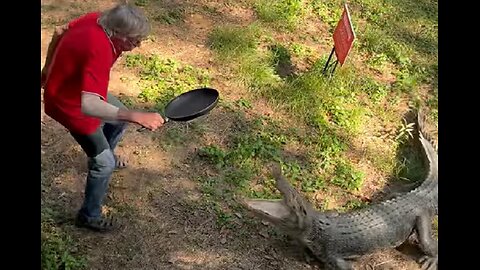 man fights of crocodile with a frying pan