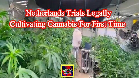 Netherlands trials legally cultivating cannabis for first time