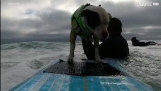 Ce chien surfeur d'entraîne pour le "100 Wave Challenge"