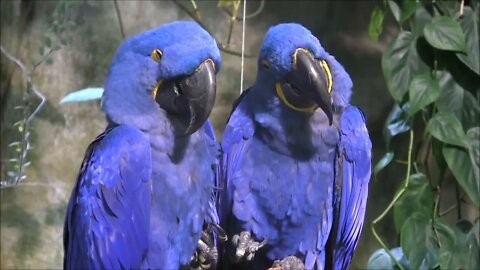 Most Beautiful Macaws on Planet Earth