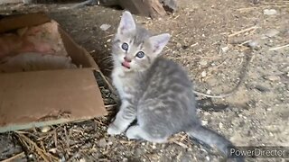 Barn Cats!