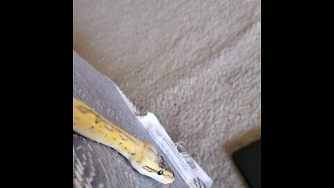 "Flash" the ball python