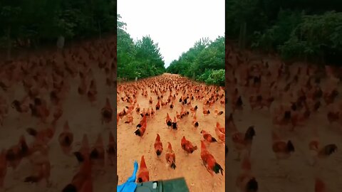 Have you ever seen a video of a chicken running around like this?🐤🐔🐤🐔