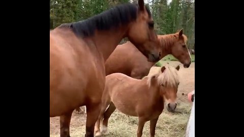 Four amazing horses load themselves into trailer