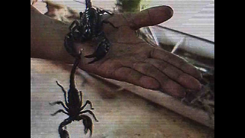 Man Covered in 5000 Scorpions