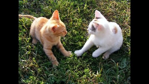 Cute Cat Fighting Video