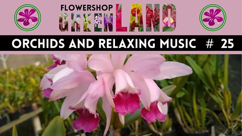KING PORTER STOMP MUSIC | 100 ORCHIDS TO THE SOUND OF RELAXING MUSIC | FLOWERSHOP GREEN LAND | # 25