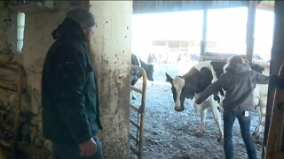 Efforts to bring students into Wisconsin's dairy industry, as state sees fewer farms