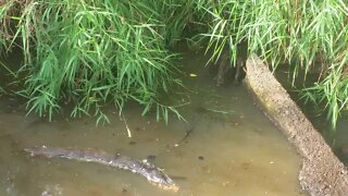 Dog killed what looks like a snake in the creek