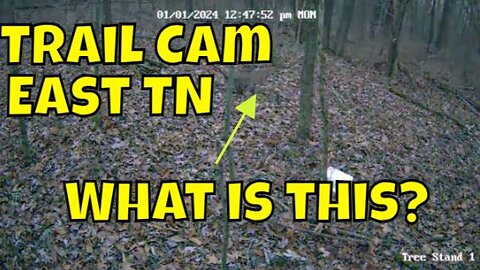 Trail Cam Footage of Unknown Animal Caught on Camera