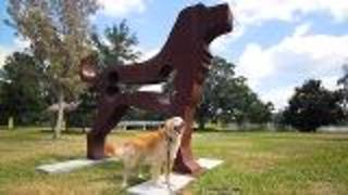 Winterpark Florida Doggie Cam