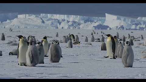 사람처럼 걷는 펭귄 Penguin walking like a human