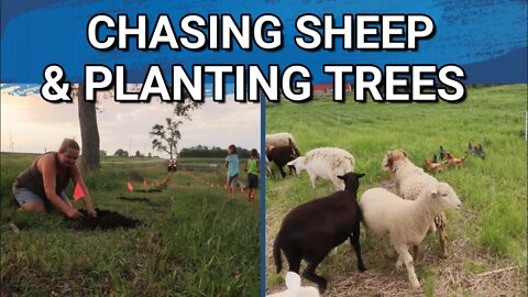 Two Reasons Why Our Sheep Escape | Baby Quail Have Hatched | Austree Willow Trees Planted