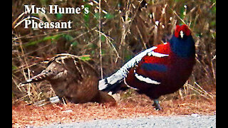 Mrs Hume's Pheasant bird video 2