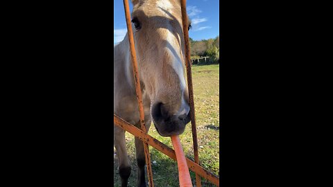 "Overcoming Fear to Feed the Horses - An Adorable Encounter"