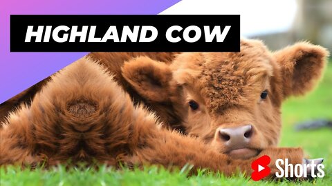 Highland Cow 🐮 One Unique Animal You Won't Believe Exist #shorts