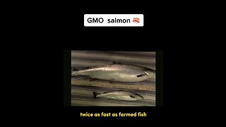 GMO Salmon