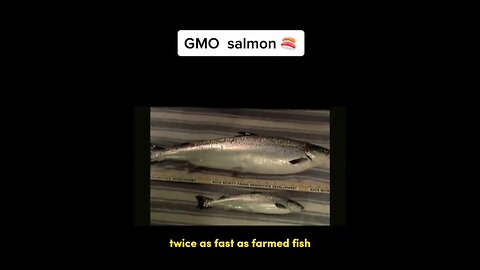 GMO Salmon