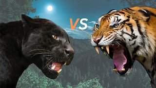 Tiger Vs Black Panther | Tiger Vs Black Panther Who Would Win