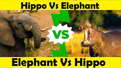 Elephant Vs Hippo Fight. Hippo Vs Elephant. (Tutorial Video)