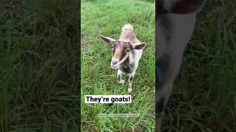 Why we love goats #shorts