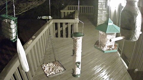 Live Stream Bird Feeder Ashville NC