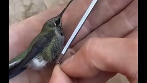 Hummingbird Brings Family to Thank Rescuer,VIRAL,HELPING BIRD IN TRUBEL,