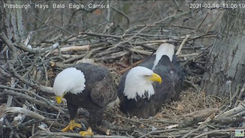 Hays Eagles Squirrel vs Dad 2021 03 16 11:05AM