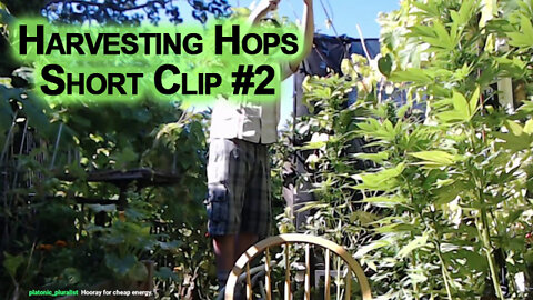 Harvesting Hops, Short Clip #2 [ASMR, Clicking Sounds, Chill, Relaxing, Patio Gardening]