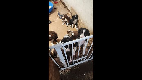 Border collie puppies eating, sleep and play