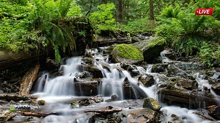 🌊🌿🎶 Waterfall Nature Soothing Sound for Study and Sleep 🌙💤