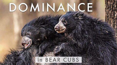Bear Cubs Display Dominance | TIGER COUNTRY Mini Scene