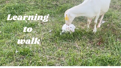 Adorable Lamb Learns to Walk For The First Time