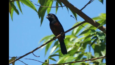 Canto do Curió com Chamado, Piado da Fêmea