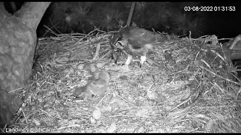 Mom Returns With a Bird-Cam Three 🦉 3/8/22 01:31