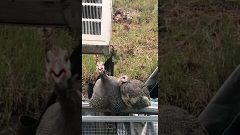 Big guinea fowl keet bonding with baby keet 💕