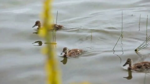 Newborn ducklings on water by the lake shore7