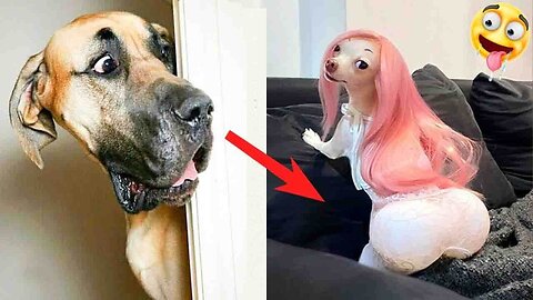 Laugh A Lot At These Funny Dogs Reactions| ThePetsTown