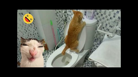 Funny animals video compilation 2024😂😻 Funny and cute cats and dogs 😽