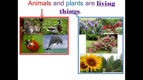 Truth Hertz - Strange anomalies of the Plant and the Animal kingdoms part 2