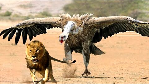 Amazing..the birds of prey know no mercy!! something incredible- the animal world