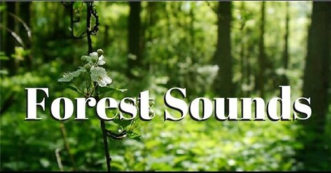 Forest Sounds 1 hour