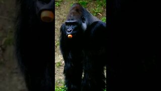 Gorila Comendo!!! 🦍 #shorts