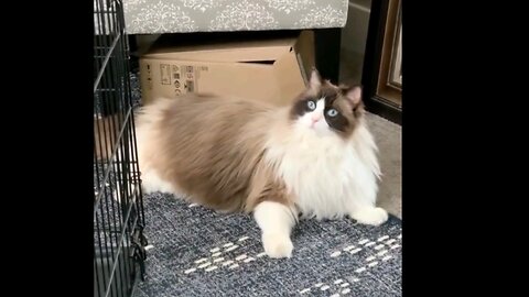 Adorable Puppy in Cage Desperately Craves Playtime with Cat