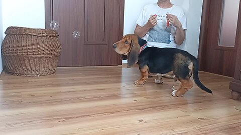 Baby Basset Hound and Soap Bubbles