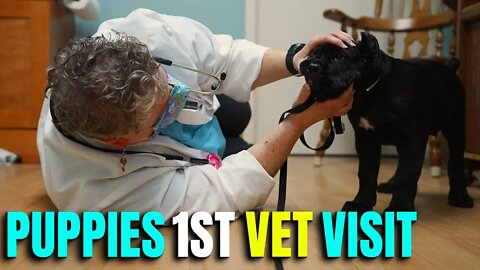 Vet Visit Did WHAT With My PUPPY! Cane Corso Puppy Goes To Vet