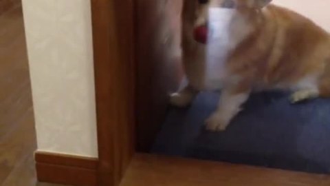 Corgi has her own custom elevator