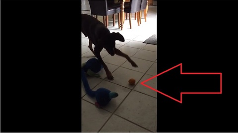 Confused dog totally skeptical of harmless orange