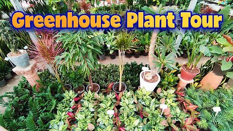 Plant tour | House plant tour 2023 "part 2"