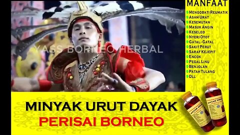 Terlaris Minyak Urut Dayak 100 persen Asli Akar Kayu Terbaik Kalimantan Rajanya Minyak Urut Indonesi